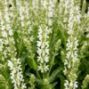 Salvia nem. Schneehügel - Salie - Bijen en Vlinderlokkers - Wit - 3 Planten