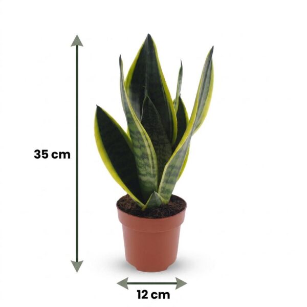 thumbnail_6000-174.jpg Sansevieria Future Superb - Vrouwentong - met Potter Grijs