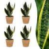Sansevieria Future Superb - Vrouwentong - 4 Planten - met Mand