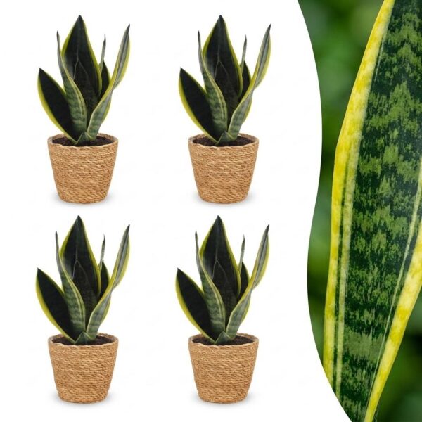 thumbnail_6000-175.jpg Sansevieria Future Superb - Vrouwentong - 4 Planten - met Mand