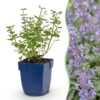 Nepeta faassenii Walker's Low - Kattenkruid - Bijen en Vlinderlokkers - Blauw - 3 Planten