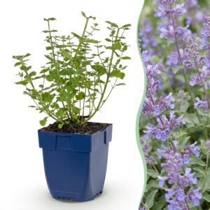 thumbnail_6000-1755.jpg Nepeta faassenii Walker's Low - Kattenkruid - Bijen en Vlinderlokkers - Blauw - 3 Planten
