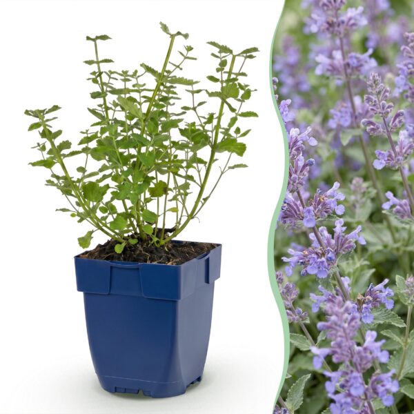 thumbnail_6000-1755.jpg Nepeta faassenii Walker's Low - Kattenkruid - Bijen en Vlinderlokkers - Blauw - 3 Planten