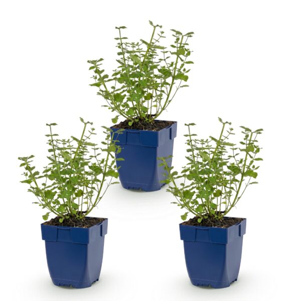 thumbnail_6000-1756.jpg Nepeta faassenii Walker's Low - Kattenkruid - Bijen en Vlinderlokkers - Blauw - 3 Planten