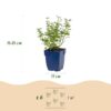 Nepeta faassenii Walker's Low - Kattenkruid - Bijen en Vlinderlokkers - Blauw - 3 Planten
