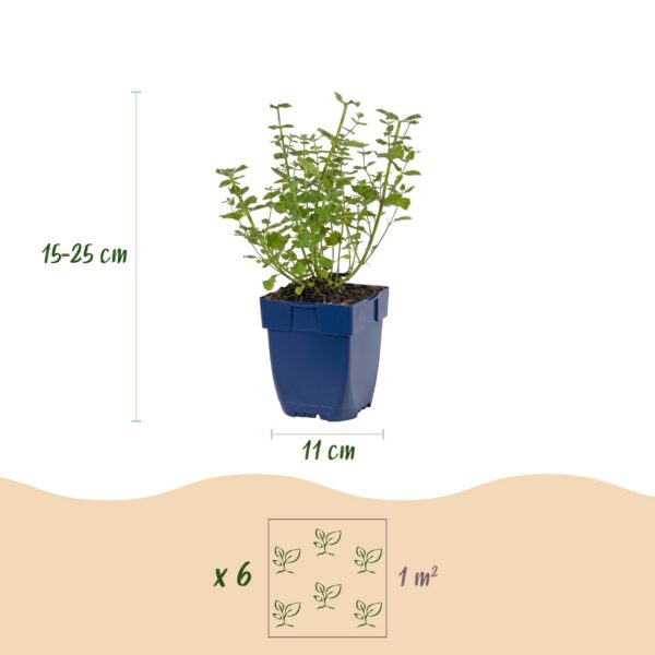 thumbnail_6000-1757.jpg Nepeta faassenii Walker's Low - Kattenkruid - Bijen en Vlinderlokkers - Blauw - 3 Planten