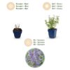 Nepeta faassenii Walker's Low - Kattenkruid - Bijen en Vlinderlokkers - Blauw - 3 Planten