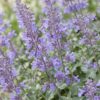 Nepeta faassenii Walker's Low - Kattenkruid - Bijen en Vlinderlokkers - Blauw - 3 Planten