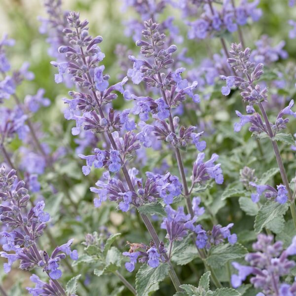 thumbnail_6000-1759.jpg Nepeta faassenii Walker's Low - Kattenkruid - Bijen en Vlinderlokkers - Blauw - 3 Planten