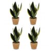 Sansevieria Future Superb - Vrouwentong - 4 Planten - met Mand