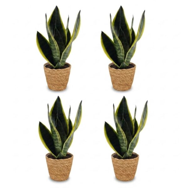 thumbnail_6000-176.jpg Sansevieria Future Superb - Vrouwentong - 4 Planten - met Mand