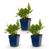 Persicaria ampl. Rosea - Duizendknoop - Schaduw - Roze - 3 Planten