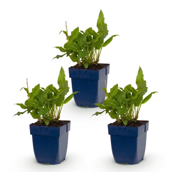 thumbnail_6000-1780.jpg Persicaria ampl. Rosea - Duizendknoop - Schaduw - Roze - 3 Planten