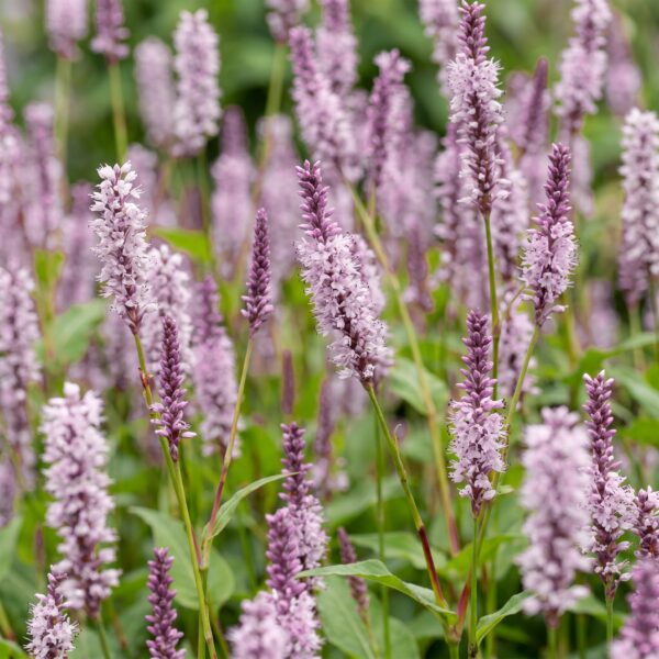 thumbnail_6000-1783.jpg Persicaria ampl. Rosea - Duizendknoop - Schaduw - Roze - 3 Planten