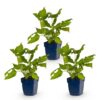 Persicaria amplexicaulis - Duizendknoop - Schaduw - Rood - 3 Planten
