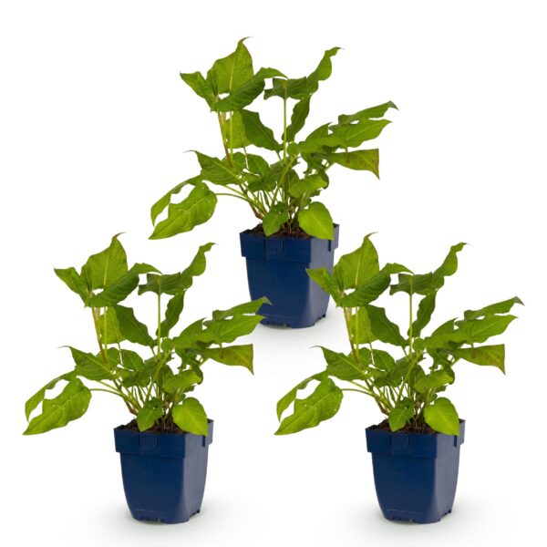 thumbnail_6000-1792.jpg Persicaria amplexicaulis - Duizendknoop - Schaduw - Rood - 3 Planten