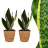 Sansevieria Future Superb - Vrouwentong - 2 Planten - met Mand