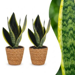 Sansevieria Future Superb - Vrouwentong - 2 Planten - met Mand