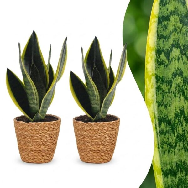 thumbnail_6000-180.jpg Sansevieria Future Superb - Vrouwentong - 2 Planten - met Mand