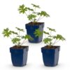 Geranium Johnson's Blue - Ooievaarsbek - Bodembedekkend - Blauw - 3 Planten