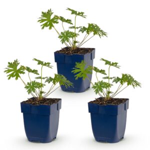Geranium Johnson's Blue - Ooievaarsbek - Bodembedekkend - Blauw - 3 Planten