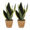 Sansevieria Future Superb - Vrouwentong - 2 Planten - met Mand