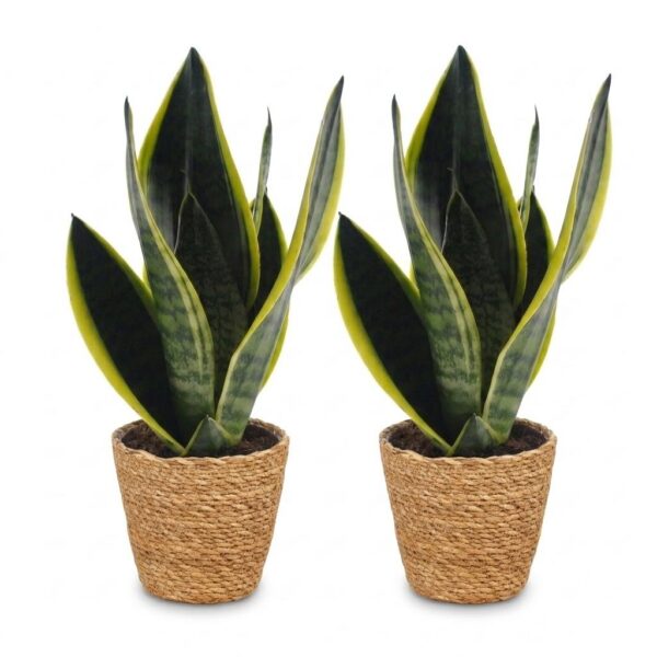 thumbnail_6000-181.jpg Sansevieria Future Superb - Vrouwentong - 2 Planten - met Mand