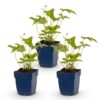 Anemone hybr. Hon. Jobert - Herfst Anemoon - Schaduw - Wit - 3 Planten