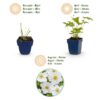 Anemone hybr. Hon. Jobert - Herfst Anemoon - Schaduw - Wit - 3 Planten