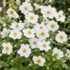Anemone hybr. Hon. Jobert - Herfst Anemoon - Schaduw - Wit - 3 Planten