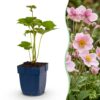 Anemone hybr. Kön. Charlotte - Herfst Anemoon - Schaduw - Roze - 3 Planten
