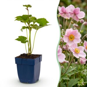 Anemone hybr. Kön. Charlotte - Herfst Anemoon - Schaduw - Roze - 3 Planten