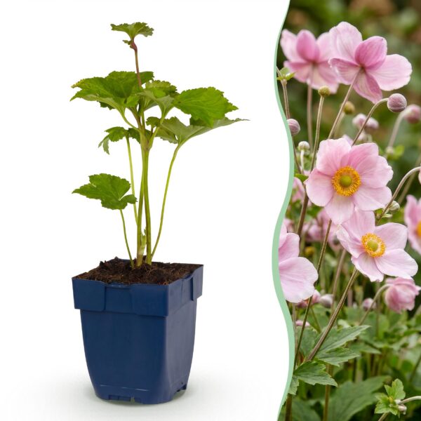 Anemone hybr. Kön. Charlotte - Herfst Anemoon - Schaduw - Roze - 3 Planten