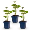 Anemone hybr. Kön. Charlotte - Herfst Anemoon - Schaduw - Roze - 3 Planten