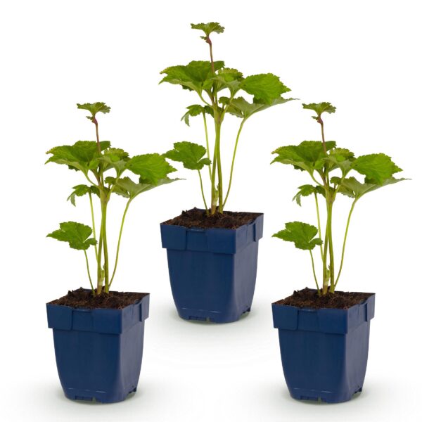 Anemone hybr. Kön. Charlotte - Herfst Anemoon - Schaduw - Roze - 3 Planten