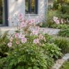 Anemone hybr. Kön. Charlotte - Herfst Anemoon - Schaduw - Roze - 3 Planten