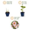 Anemone hybr. Kön. Charlotte - Herfst Anemoon - Schaduw - Roze - 3 Planten