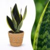 Sansevieria Future Superb - Vrouwentong - met Mand