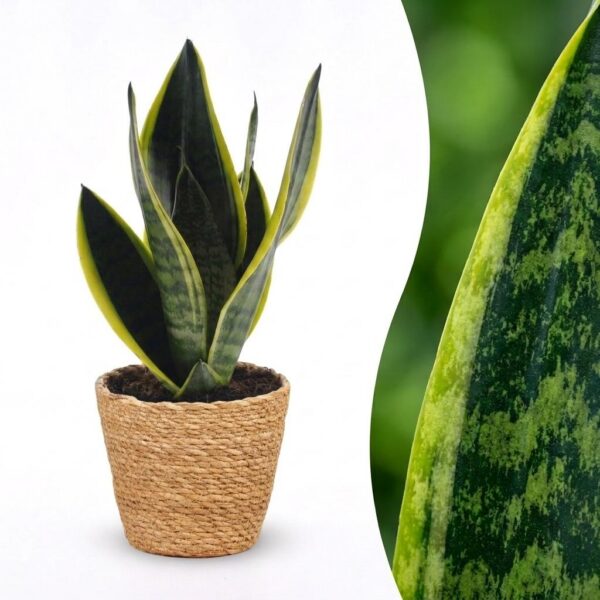 thumbnail_6000-185.jpg Sansevieria Future Superb - Vrouwentong - met Mand
