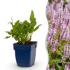 Persicaria ampl. Rosea - Duizendknoop - Schaduw - Roze