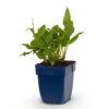 Persicaria ampl. Rosea - Duizendknoop - Schaduw - Roze