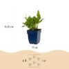 Persicaria ampl. Rosea - Duizendknoop - Schaduw - Roze