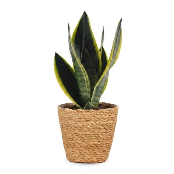 thumbnail_6000-186.jpg Sansevieria Future Superb - Vrouwentong - met Mand