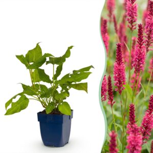 Persicaria amplexicaulis - Duizendknoop - Schaduw - Rood