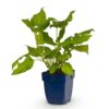 Persicaria amplexicaulis - Duizendknoop - Schaduw - Rood