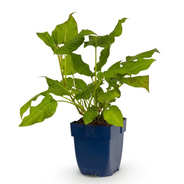 Persicaria amplexicaulis - Duizendknoop - Schaduw - Rood