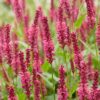 Persicaria amplexicaulis - Duizendknoop - Schaduw - Rood
