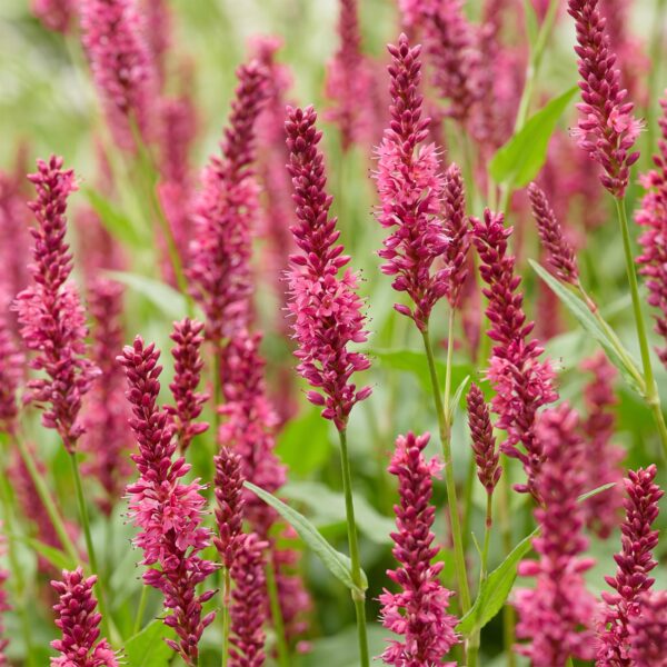 Persicaria amplexicaulis - Duizendknoop - Schaduw - Rood