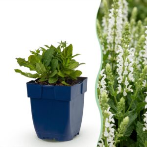 Salvia nem. Schneehügel - Salie - Bijen en Vlinderlokkers - Wit
