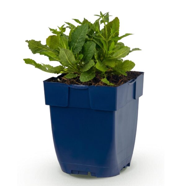 Salvia nem. Schneehügel - Salie - Bijen en Vlinderlokkers - Wit